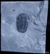 Prone New York Eldredgeops Trilobite #2518-2